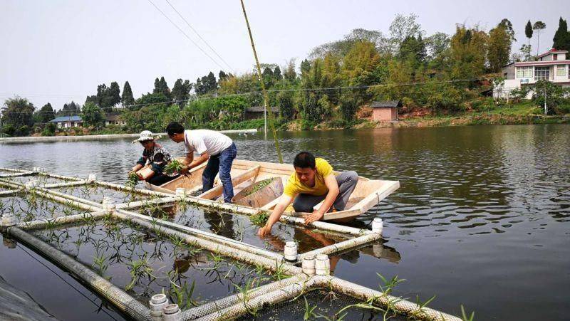 Aqueous cabbage cultivation techniques