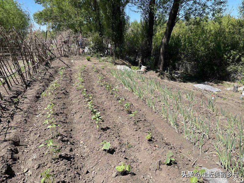 Technology for fifth-colour tomato cultivation