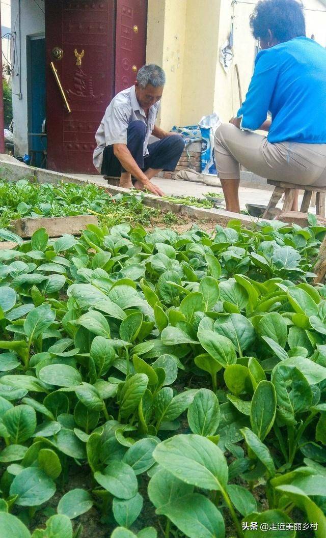 Technology for fifth-colour tomato cultivation