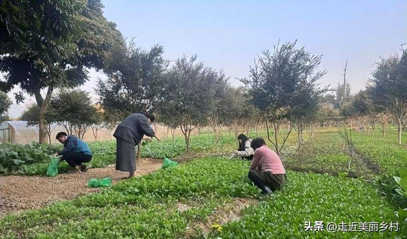 Technology for fifth-colour tomato cultivation
