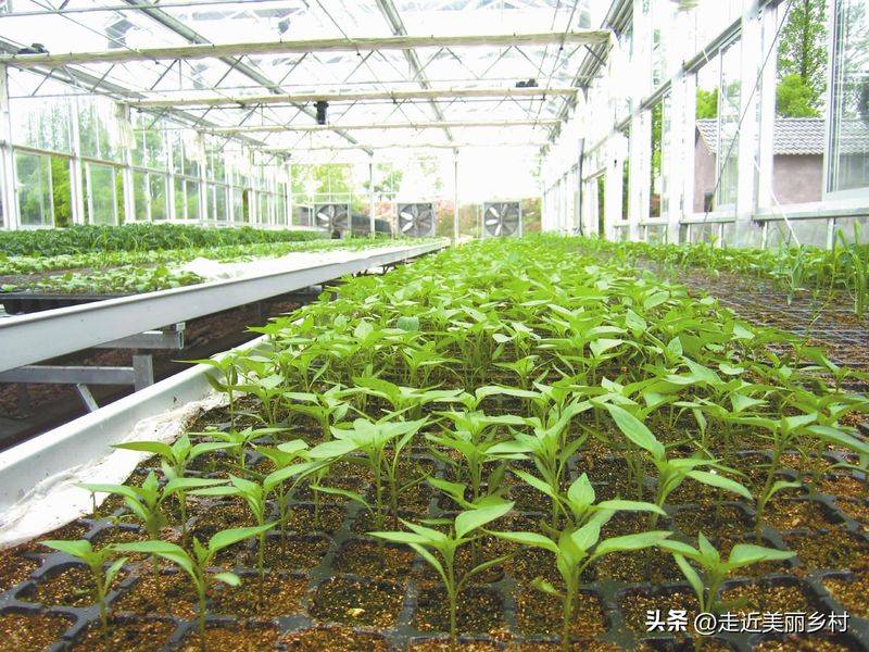 Technology for fifth-colour tomato cultivation
