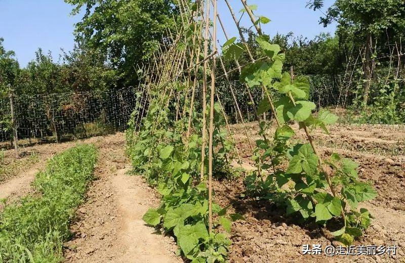 Technology for fifth-colour tomato cultivation