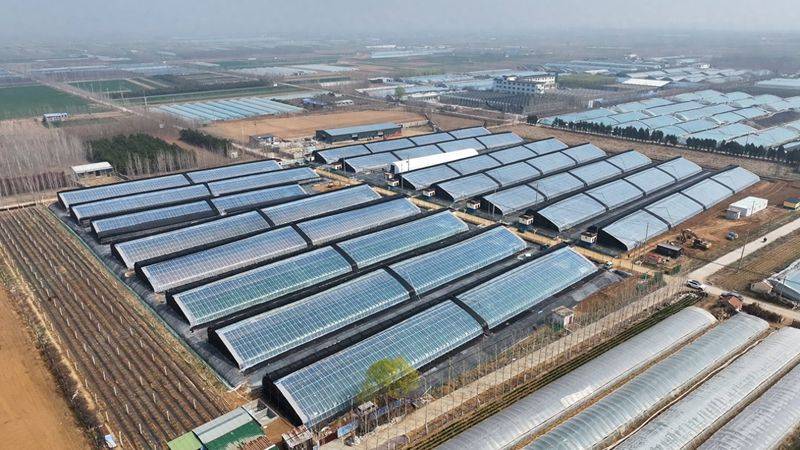 Technology for fifth-colour tomato cultivation
