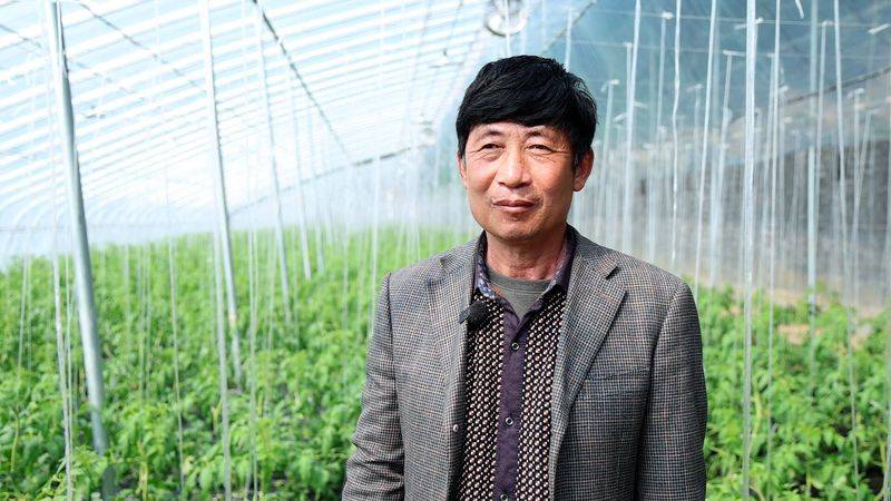 Technology for fifth-colour tomato cultivation