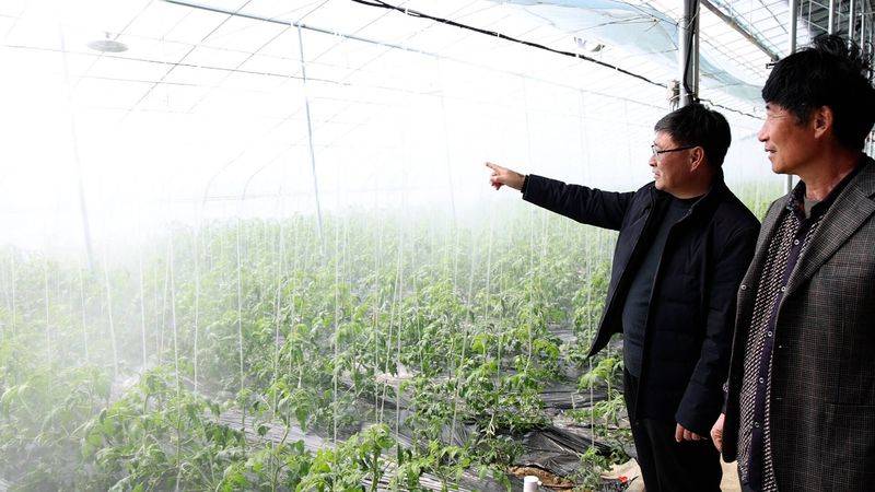 Technology for fifth-colour tomato cultivation