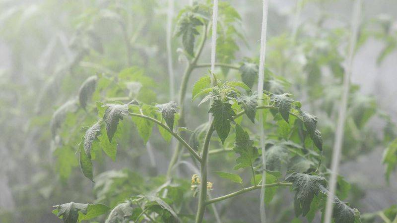 Technology for fifth-colour tomato cultivation