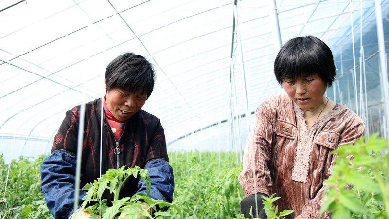 Technology for fifth-colour tomato cultivation
