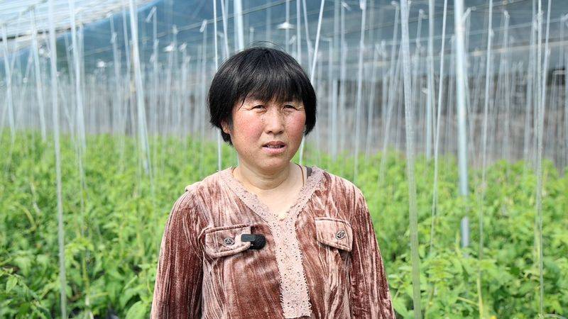 Technology for fifth-colour tomato cultivation