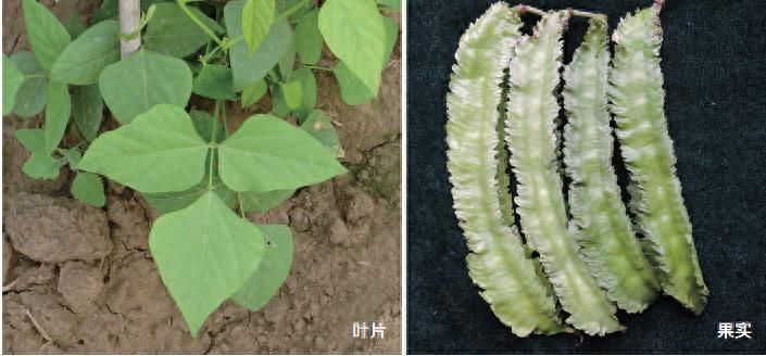 四棱豆的种植技术