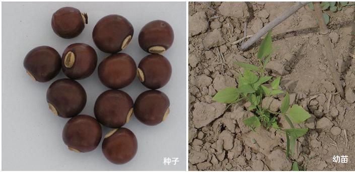 四棱豆的种植技术