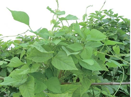 四棱豆的种植技术