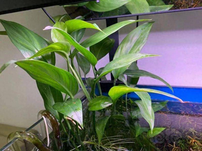 湿地可以种植什么植物