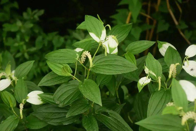 湿地可以种植什么植物