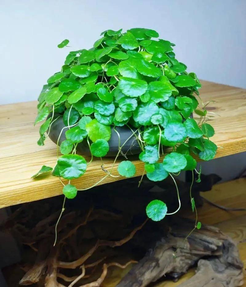 湿地可以种植什么植物