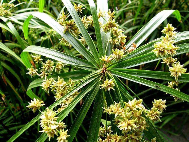 湿地可以种植什么植物