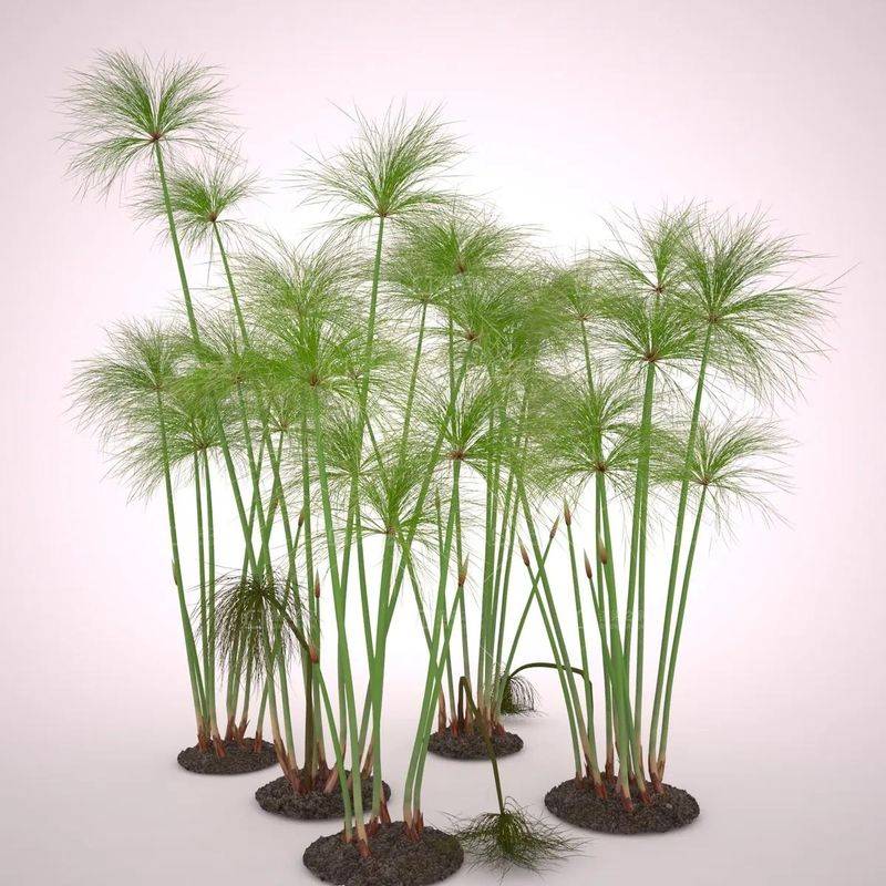 湿地可以种植什么植物