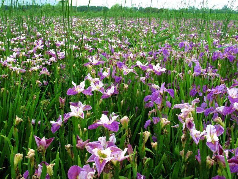 湿地可以种植什么植物