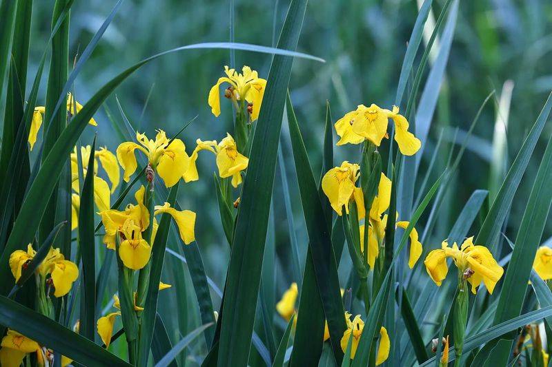 湿地可以种植什么植物