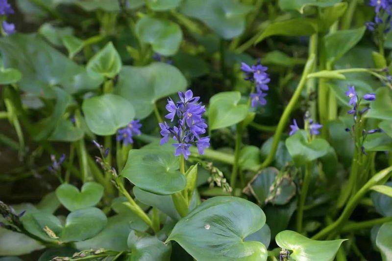湿地可以种植什么植物