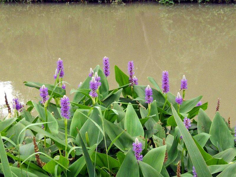 湿地可以种植什么植物