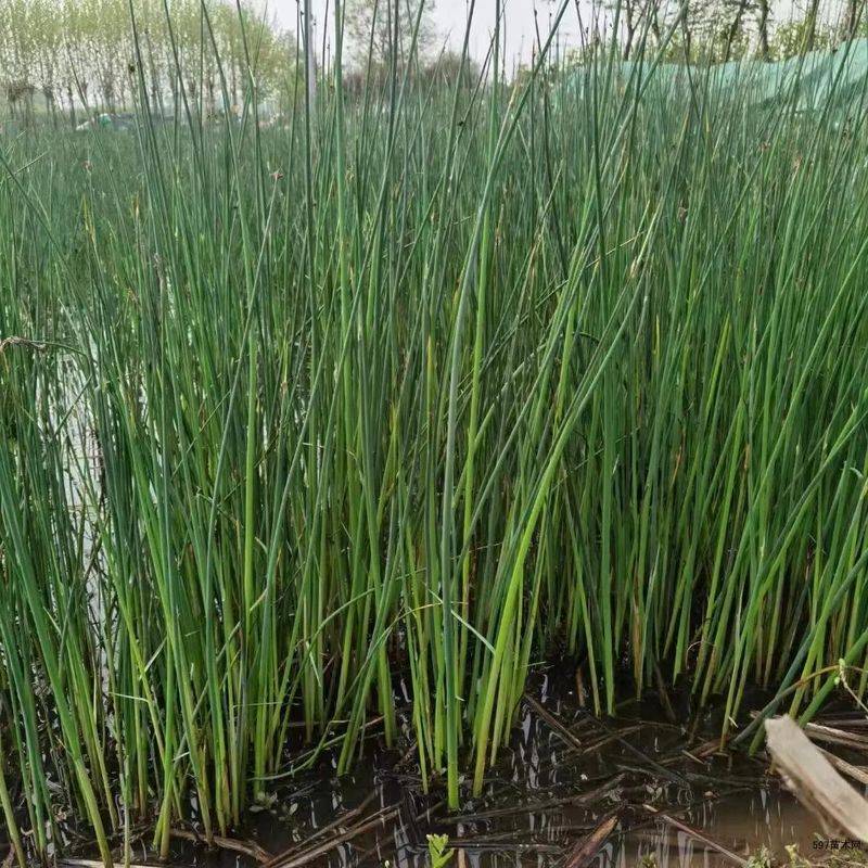 湿地可以种植什么植物