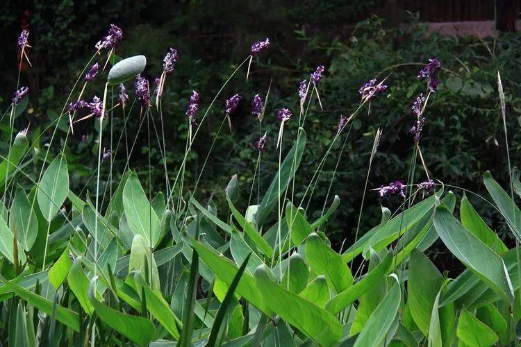 湿地可以种植什么植物