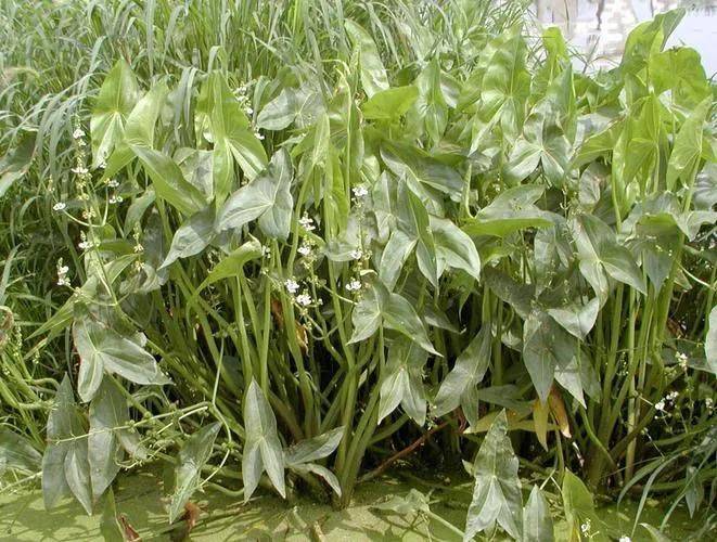 湿地可以种植什么植物