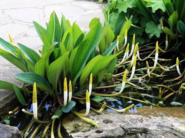 湿地可以种植什么植物