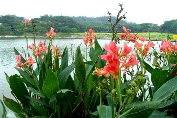 湿地可以种植什么植物