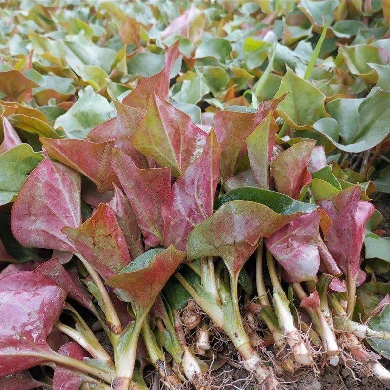 湿地可以种植什么植物