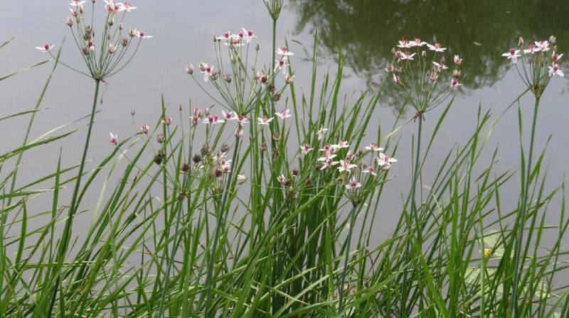 湿地可以种植什么植物