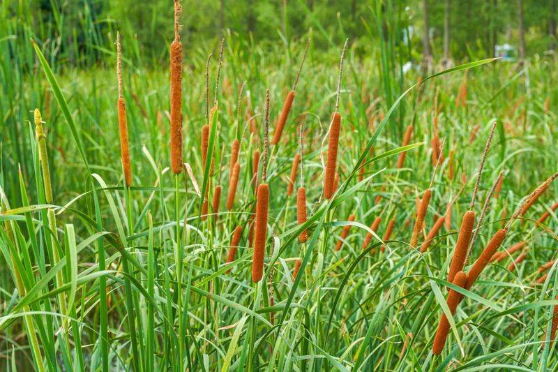 湿地可以种植什么植物