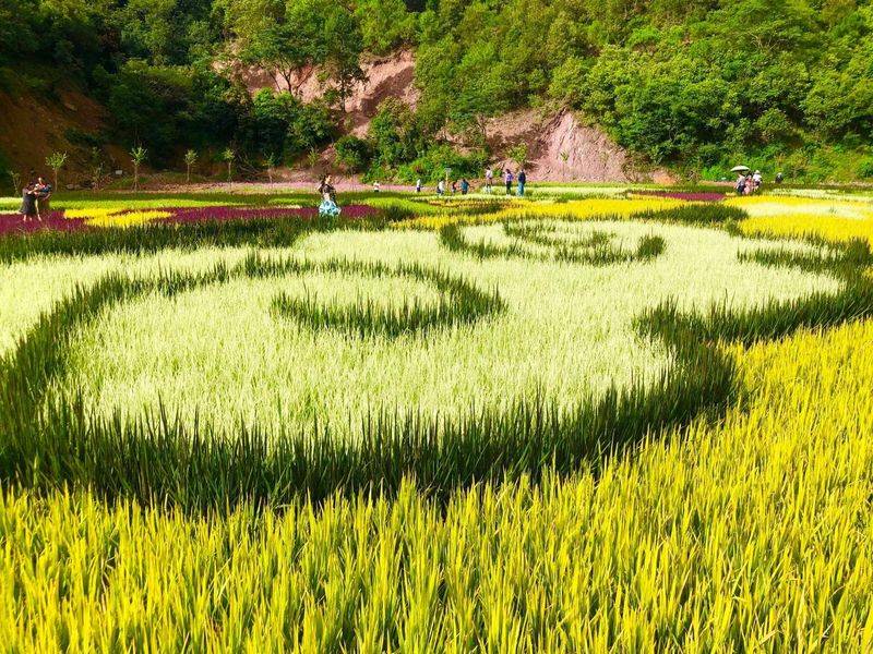 湿地可以种植什么植物