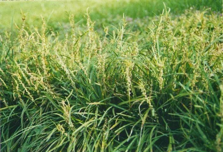 湿地可以种植什么植物