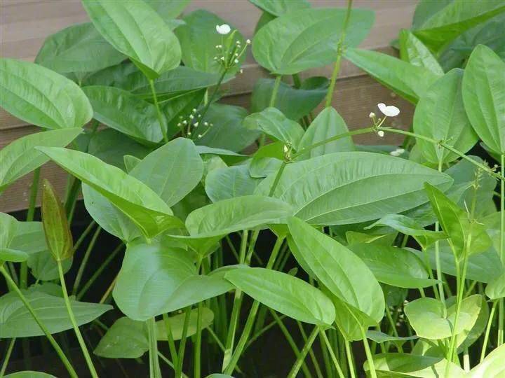 湿地可以种植什么植物