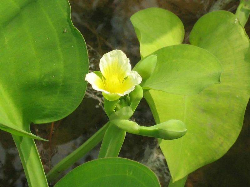 湿地可以种植什么植物