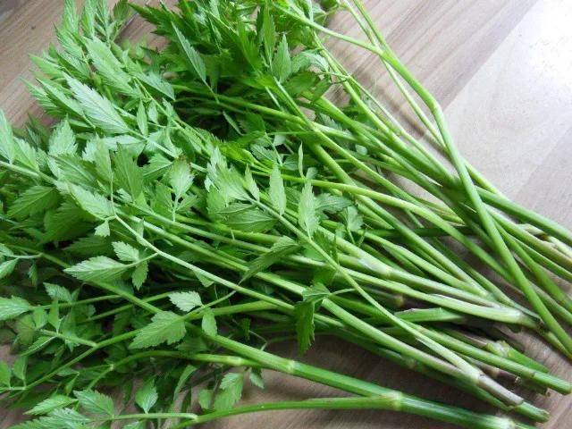 湿地可以种植什么植物