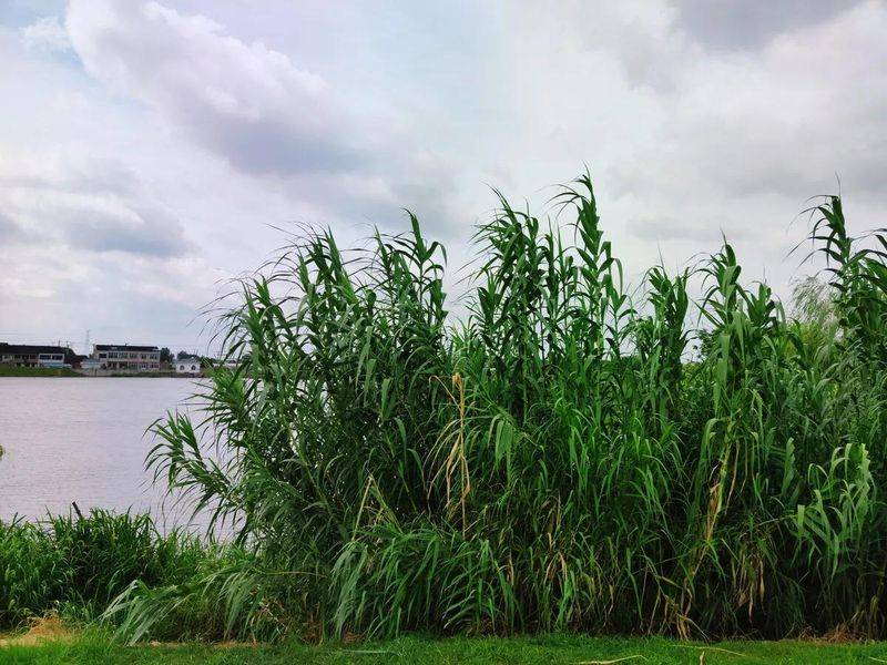 湿地可以种植什么植物