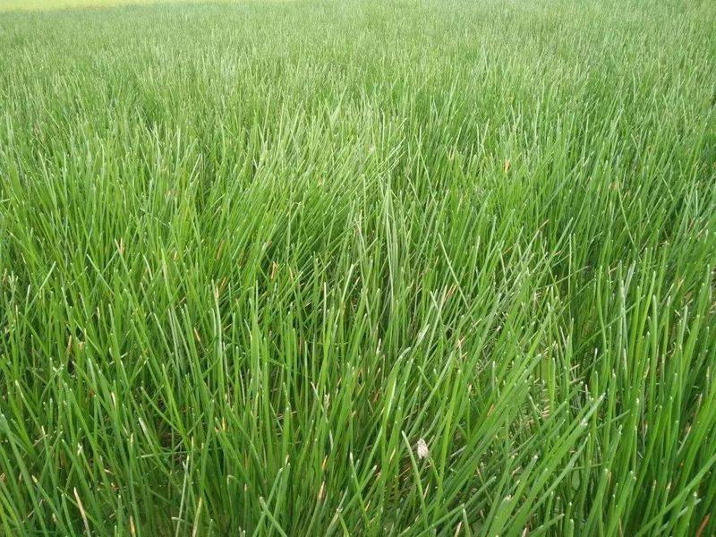 湿地可以种植什么植物