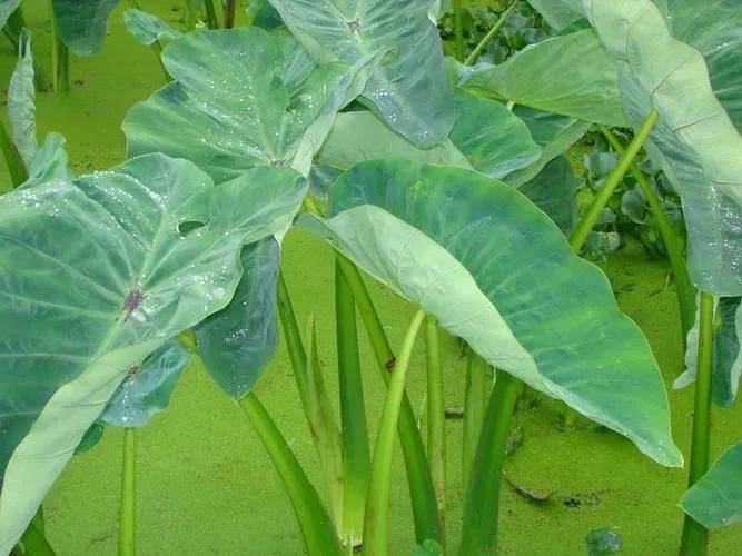 湿地可以种植什么植物