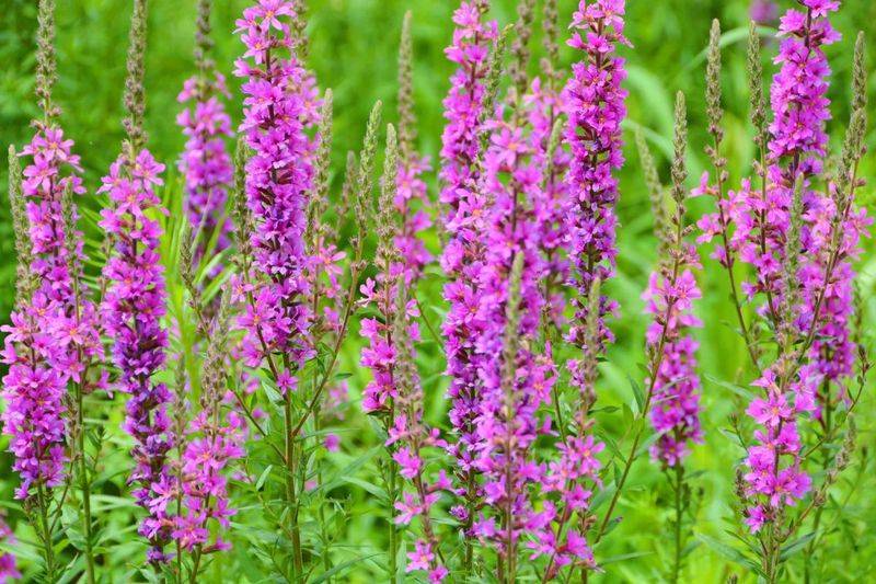 湿地可以种植什么植物