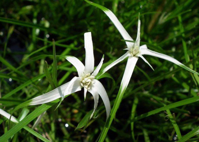 湿地可以种植什么植物