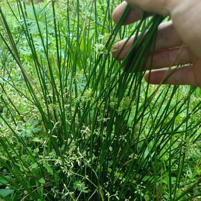 湿地可以种植什么植物