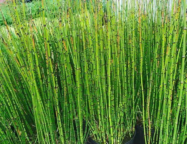 湿地可以种植什么植物