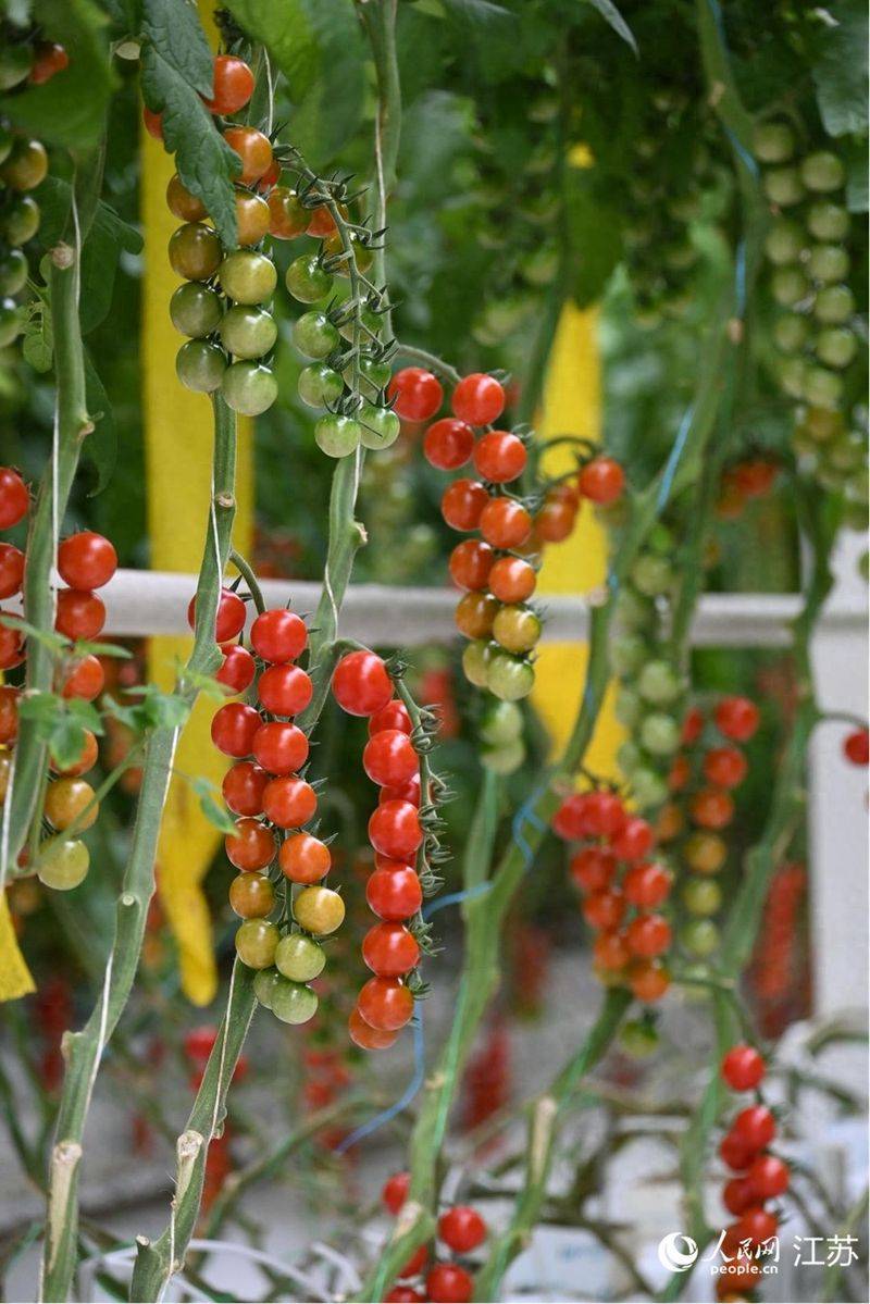 五彩番茄种植技术 中国