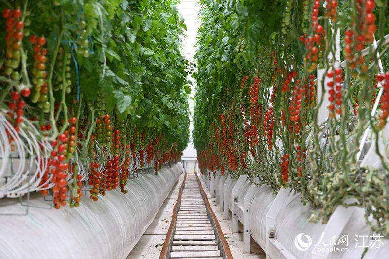 五彩番茄种植技术 中国