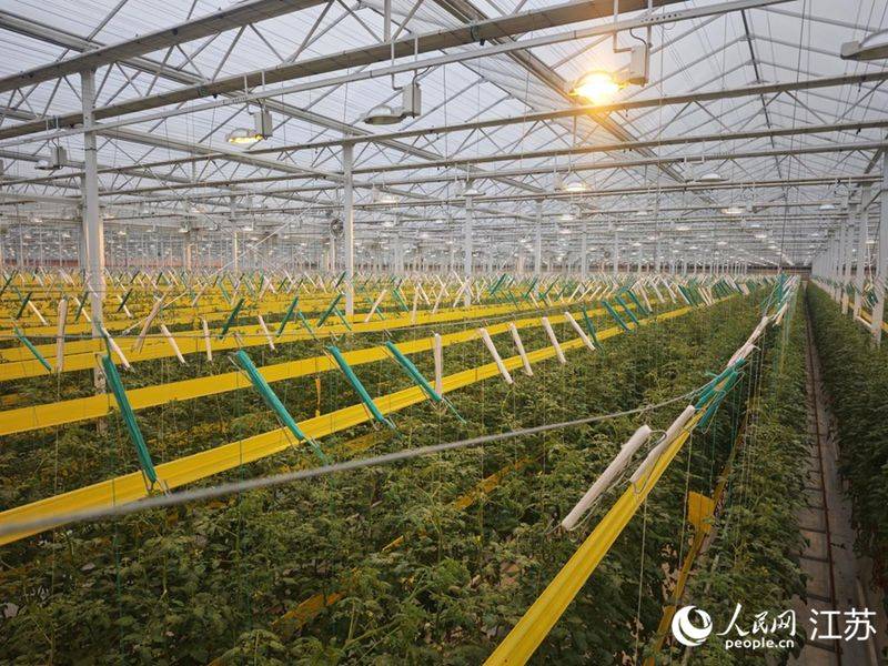 五彩番茄种植技术 中国