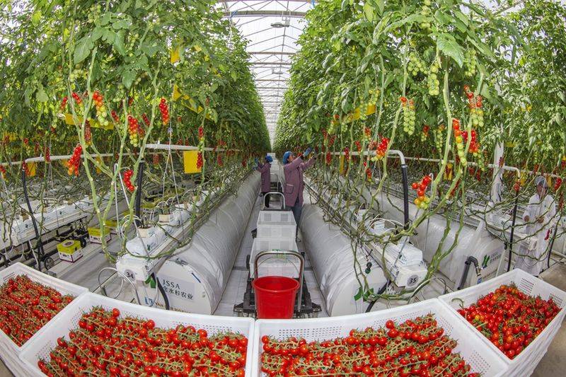 五彩番茄种植技术 中国