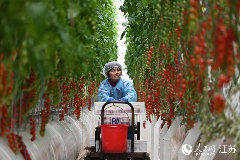 五彩番茄种植技术 中国