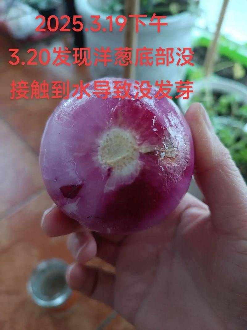 幼儿园洋葱的种植方法